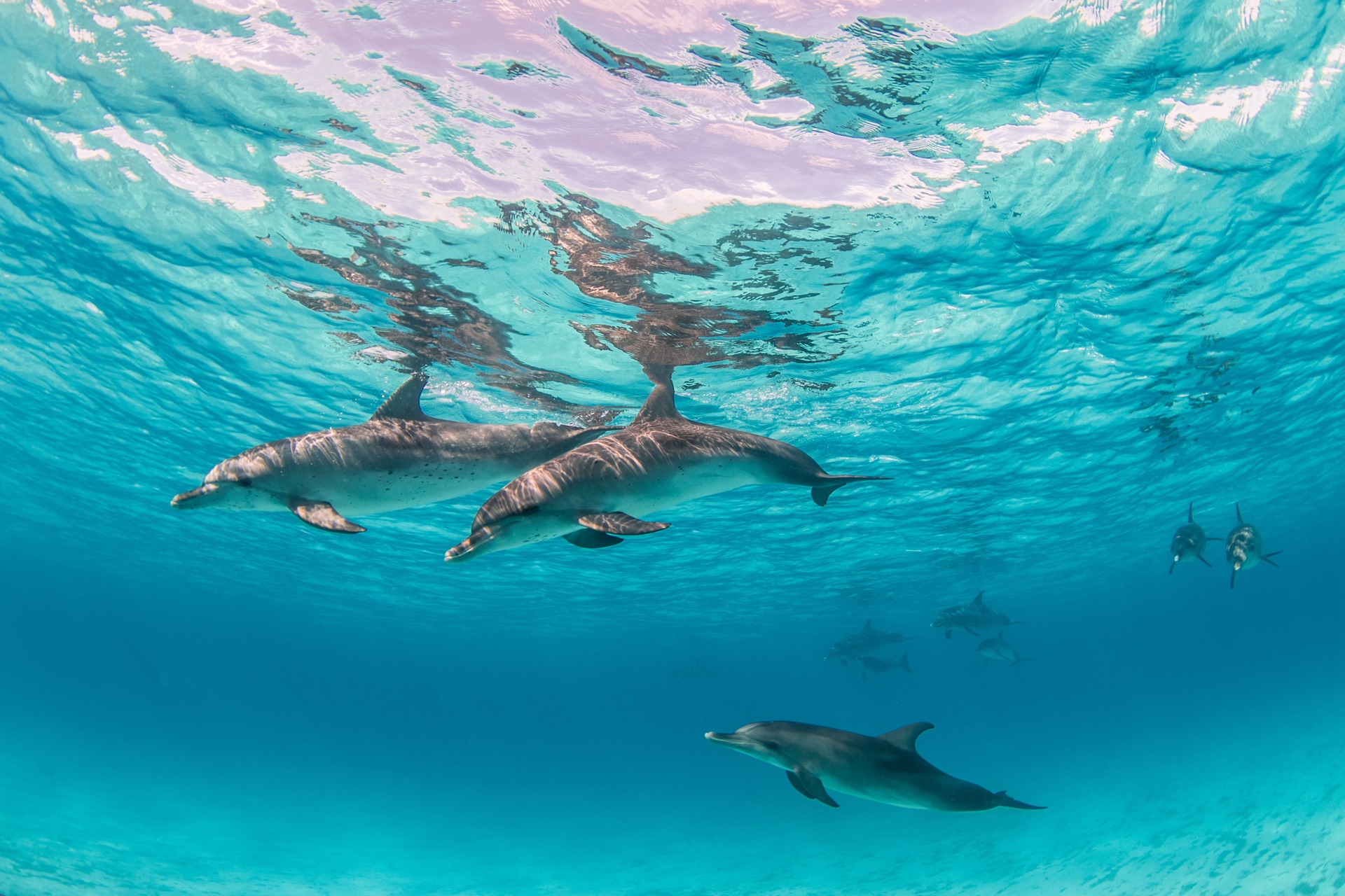 beautiful shot cute dolphins hanging out underwater bimini bahamas 1