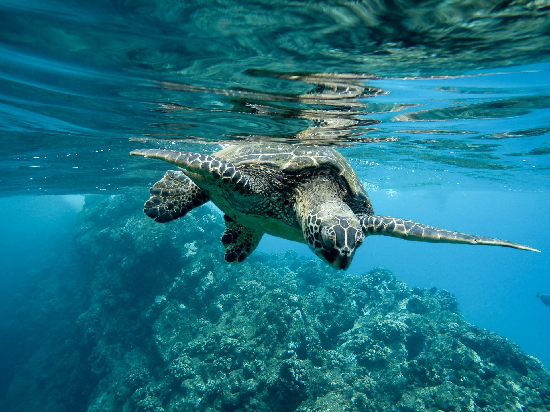 closeup green sea turtle swimming underwater lights 1